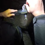 전갱이 사진